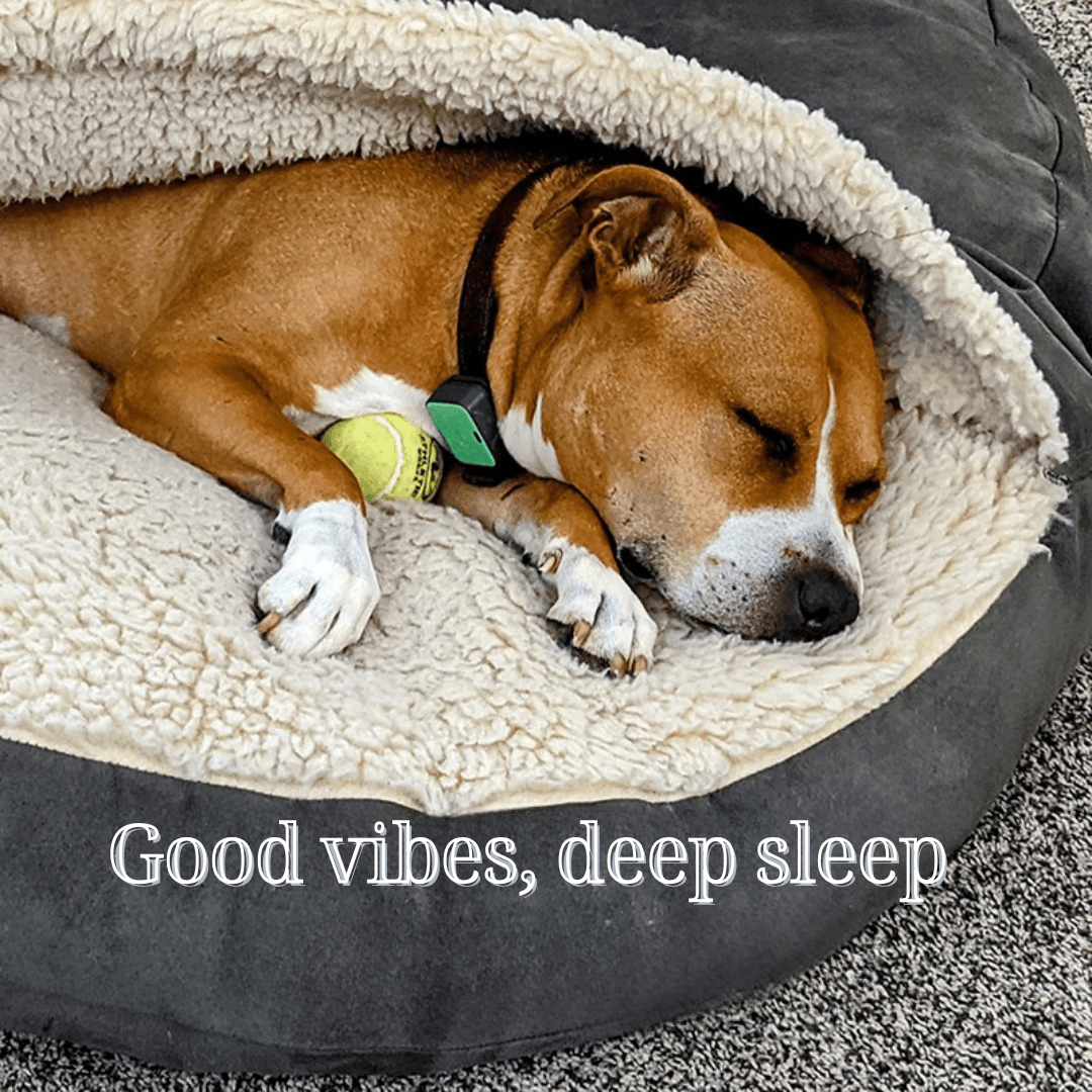 Calming Ultimate Anti-Anxiety Dog Bed Dog sleeping in a cozy pet bed with a tennis ball, surrounded by soft textures.